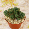 Lobivia Echinopsis maximiliana charazanensis