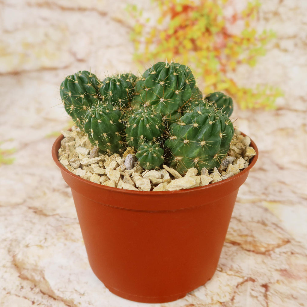 Lobivia Echinopsis maximiliana charazanensis