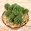 Lobivia Echinopsis maximiliana charazanensis