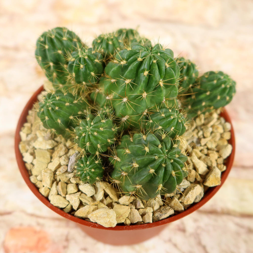 Lobivia Echinopsis maximiliana charazanensis