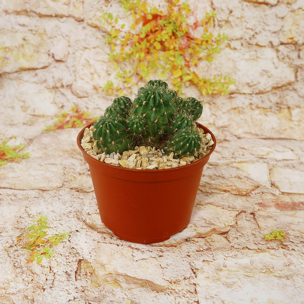 Lobivia Echinopsis maximiliana charazanensis