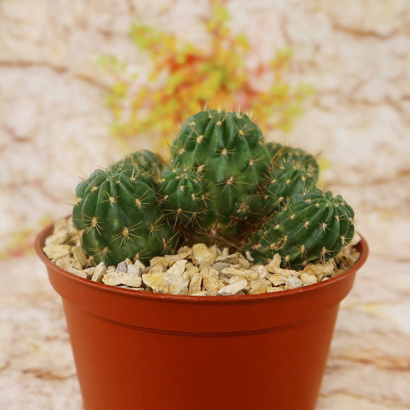 Lobivia Echinopsis maximiliana charazanensis