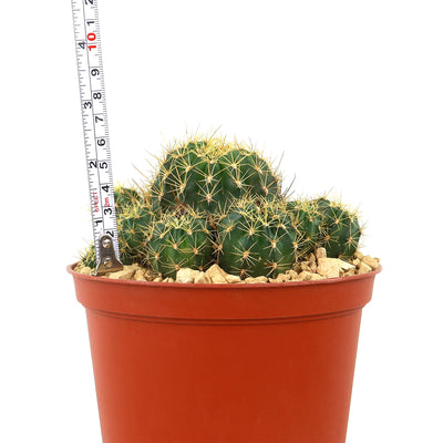 Lobivia Echinopsis maximiliana charazanensis