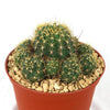 Lobivia Echinopsis maximiliana charazanensis