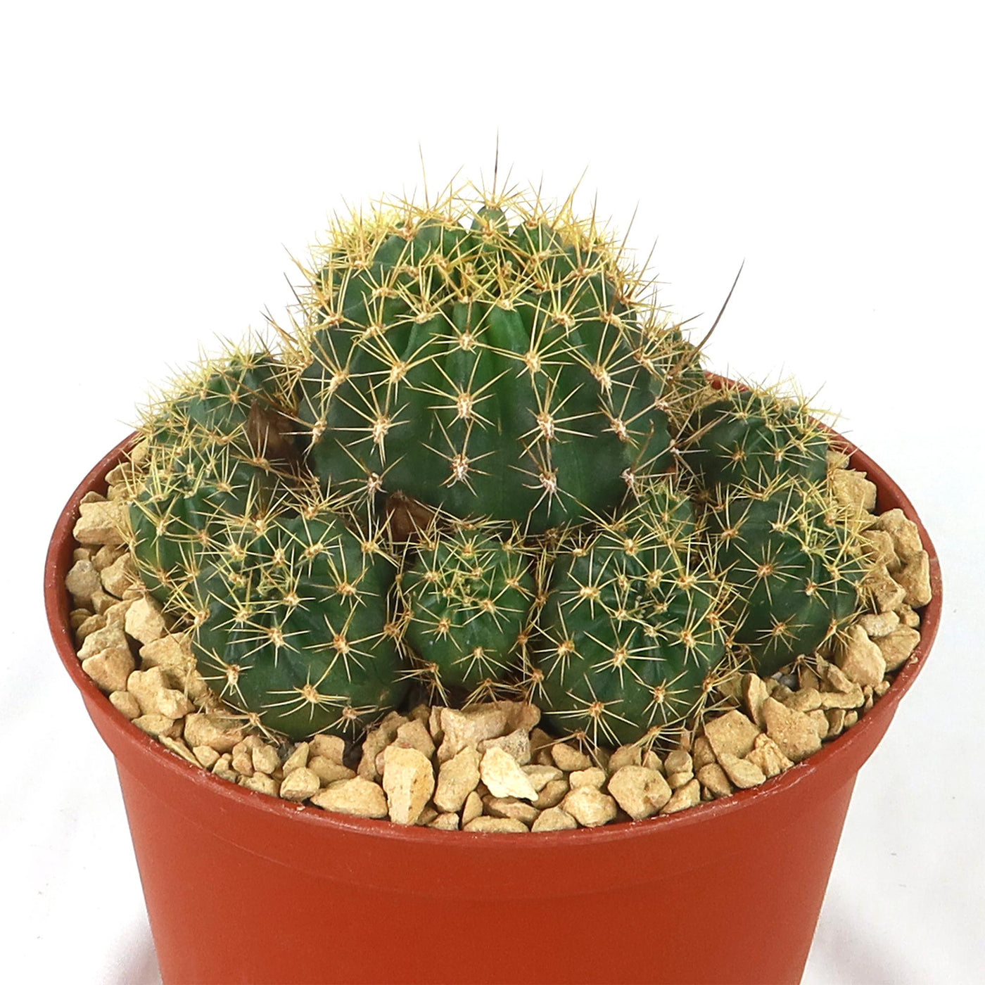 Lobivia Echinopsis maximiliana charazanensis
