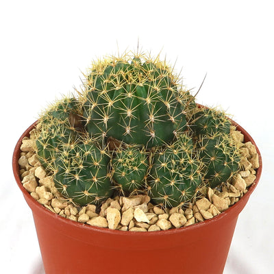Lobivia Echinopsis maximiliana charazanensis