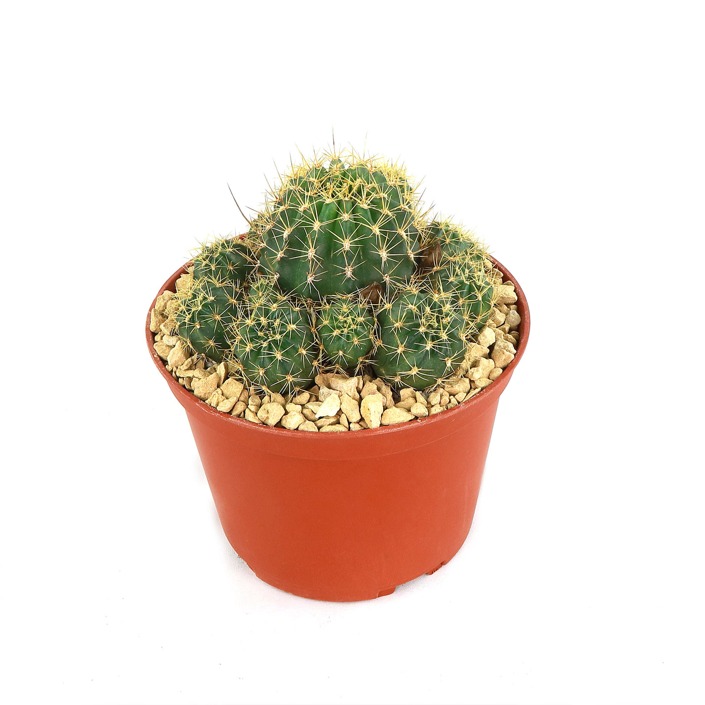 Lobivia Echinopsis maximiliana charazanensis