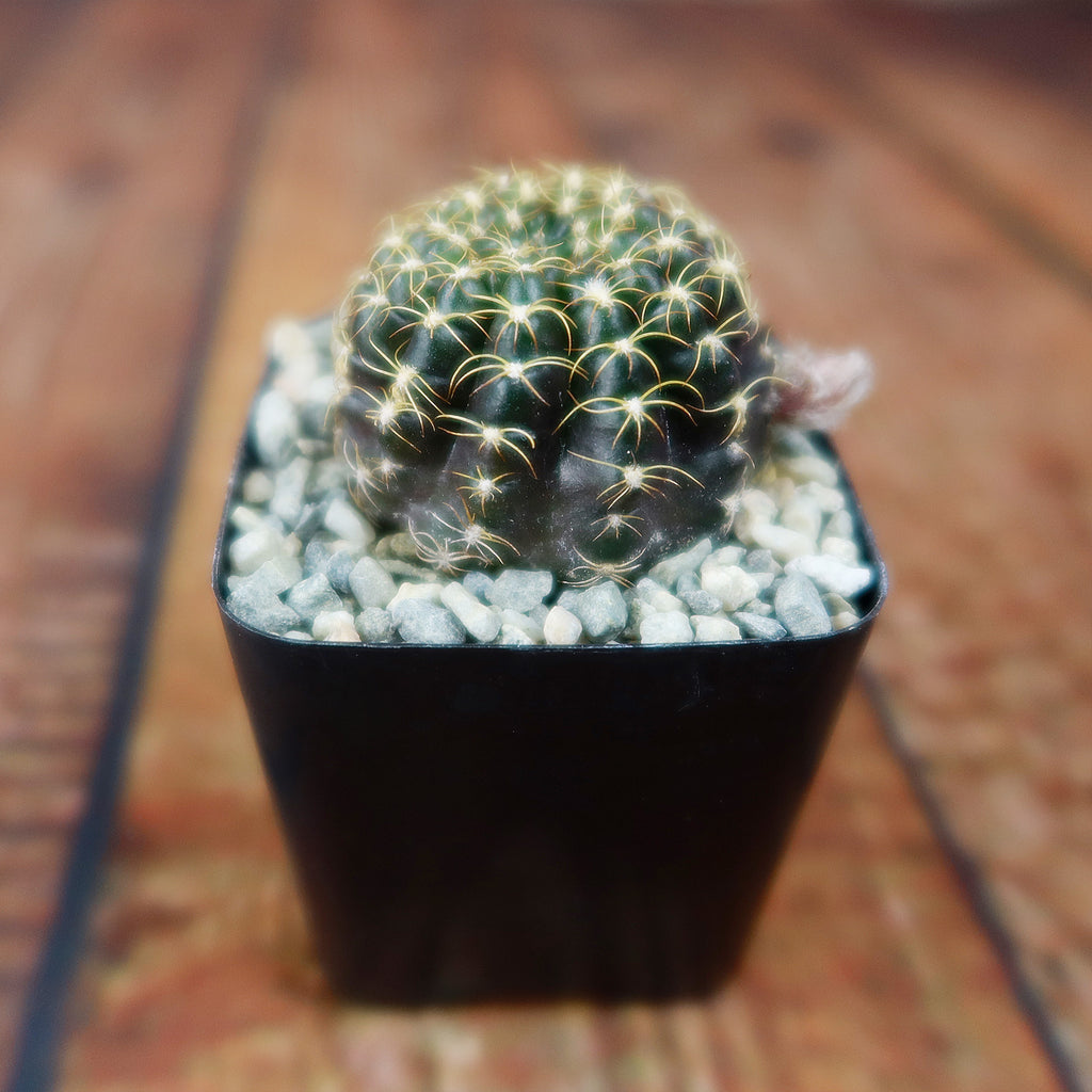 Lobivia arachnacantha