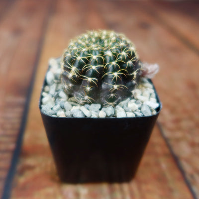Lobivia arachnacantha
