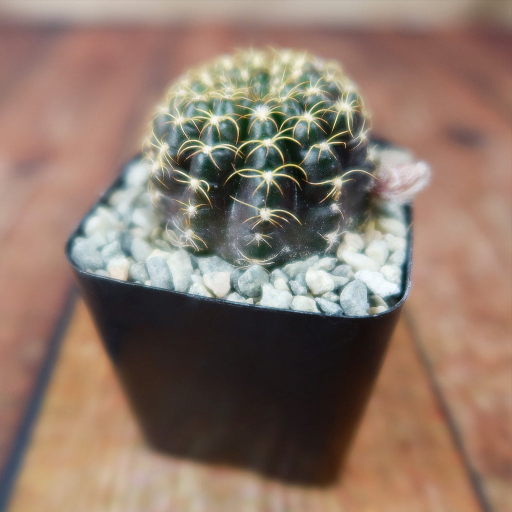 Lobivia arachnacantha