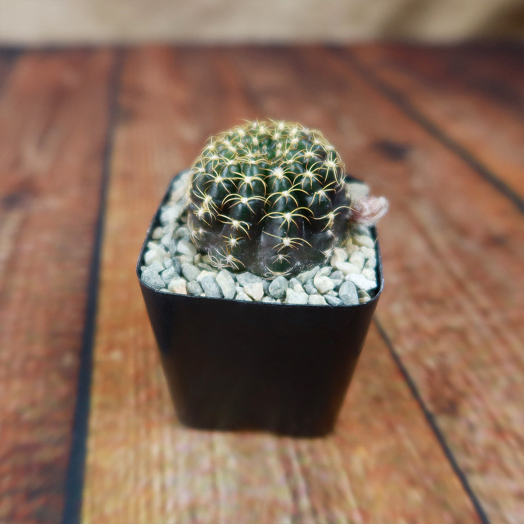 Lobivia arachnacantha