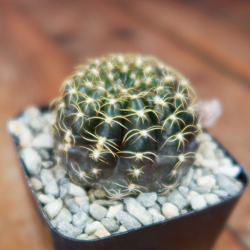 Lobivia arachnacantha