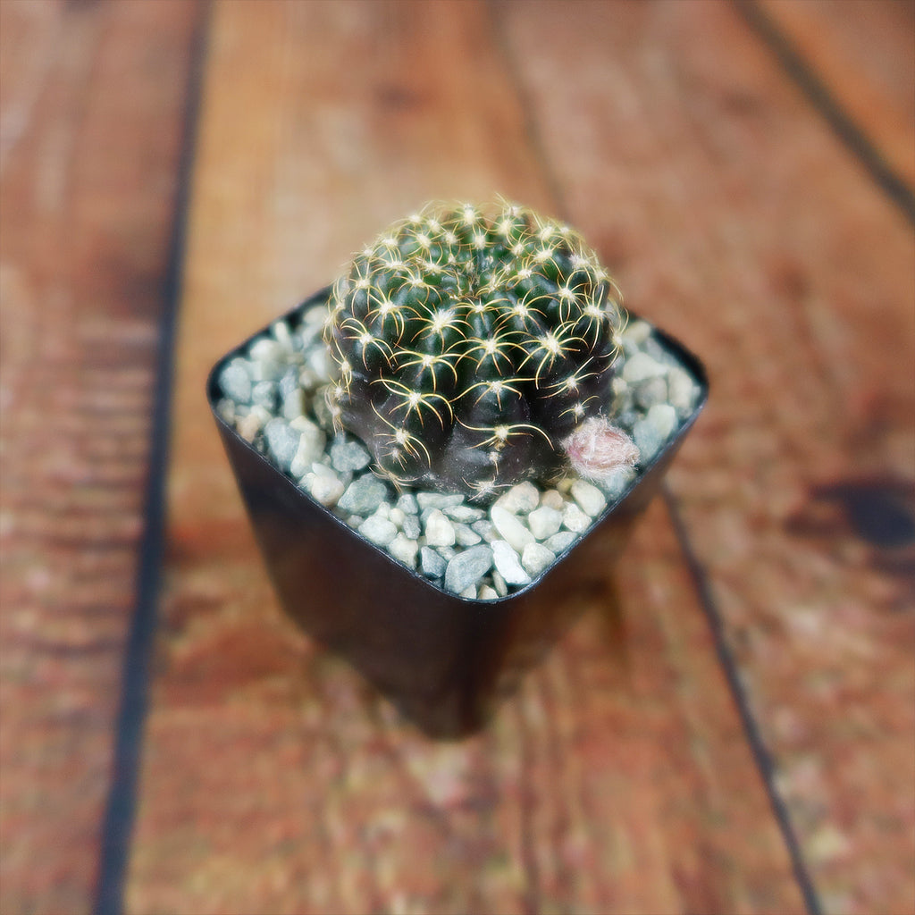 Lobivia arachnacantha