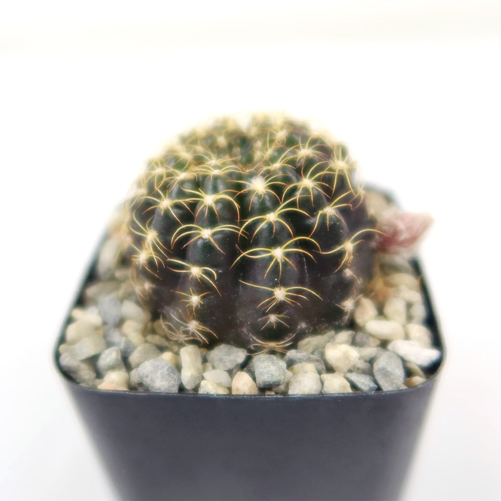 Lobivia arachnacantha