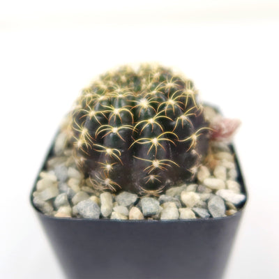 Lobivia arachnacantha