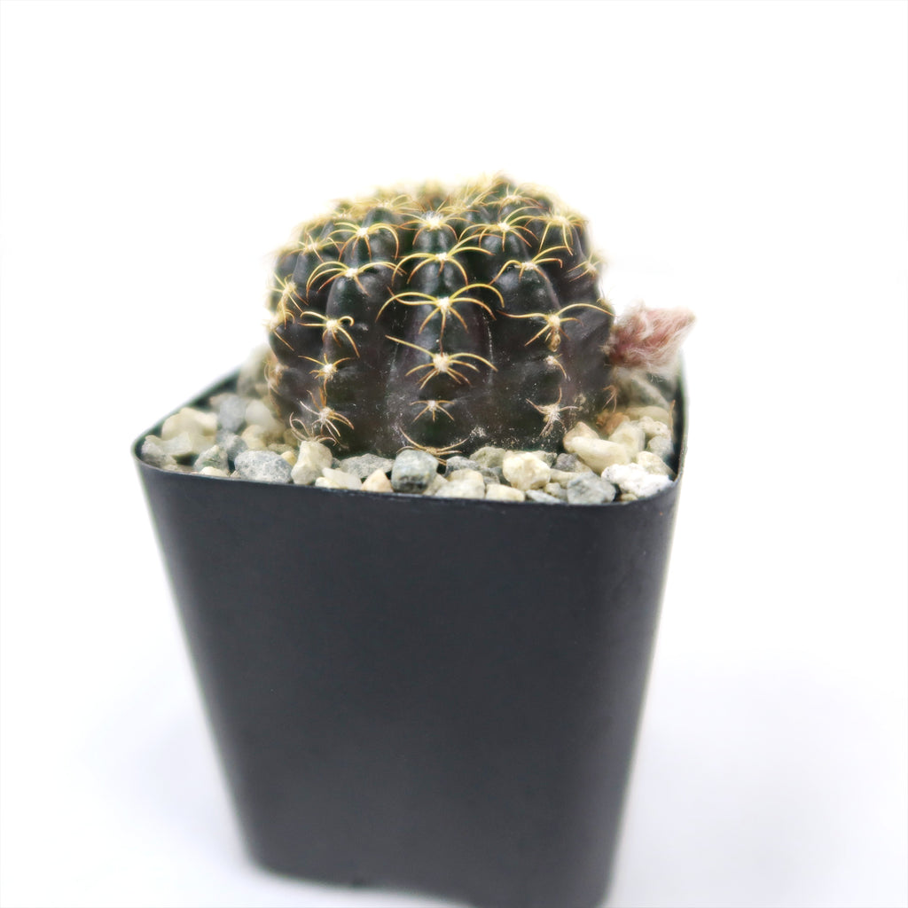 Lobivia arachnacantha