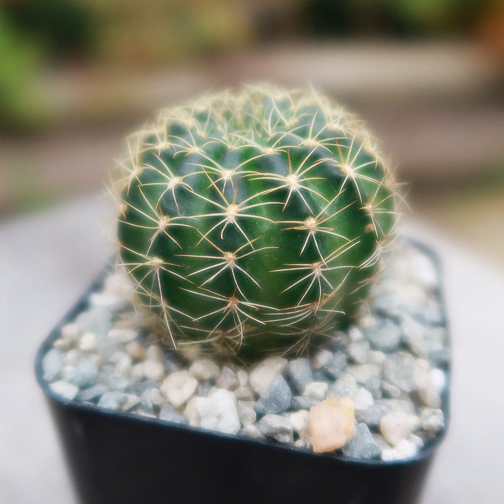 Lobivia arachnacantha torrecillasense