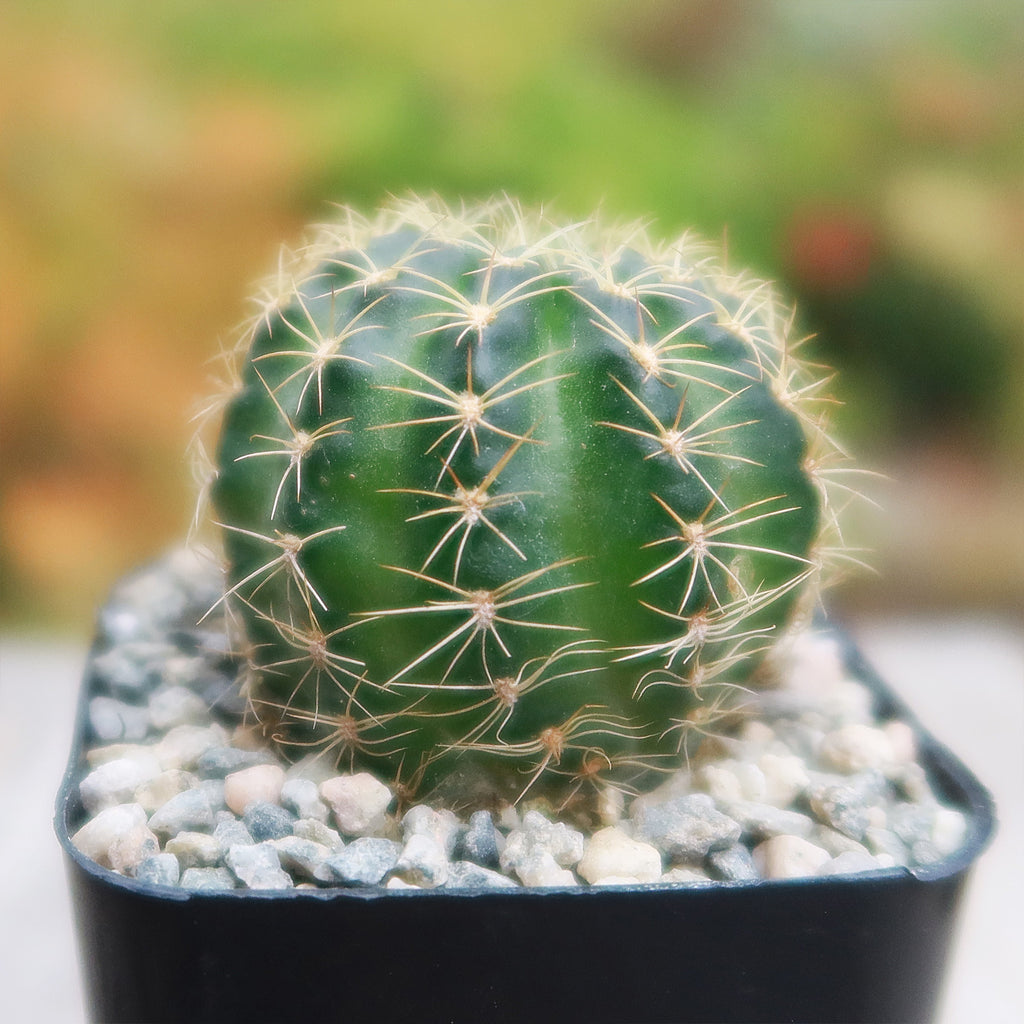 Lobivia arachnacantha torrecillasense