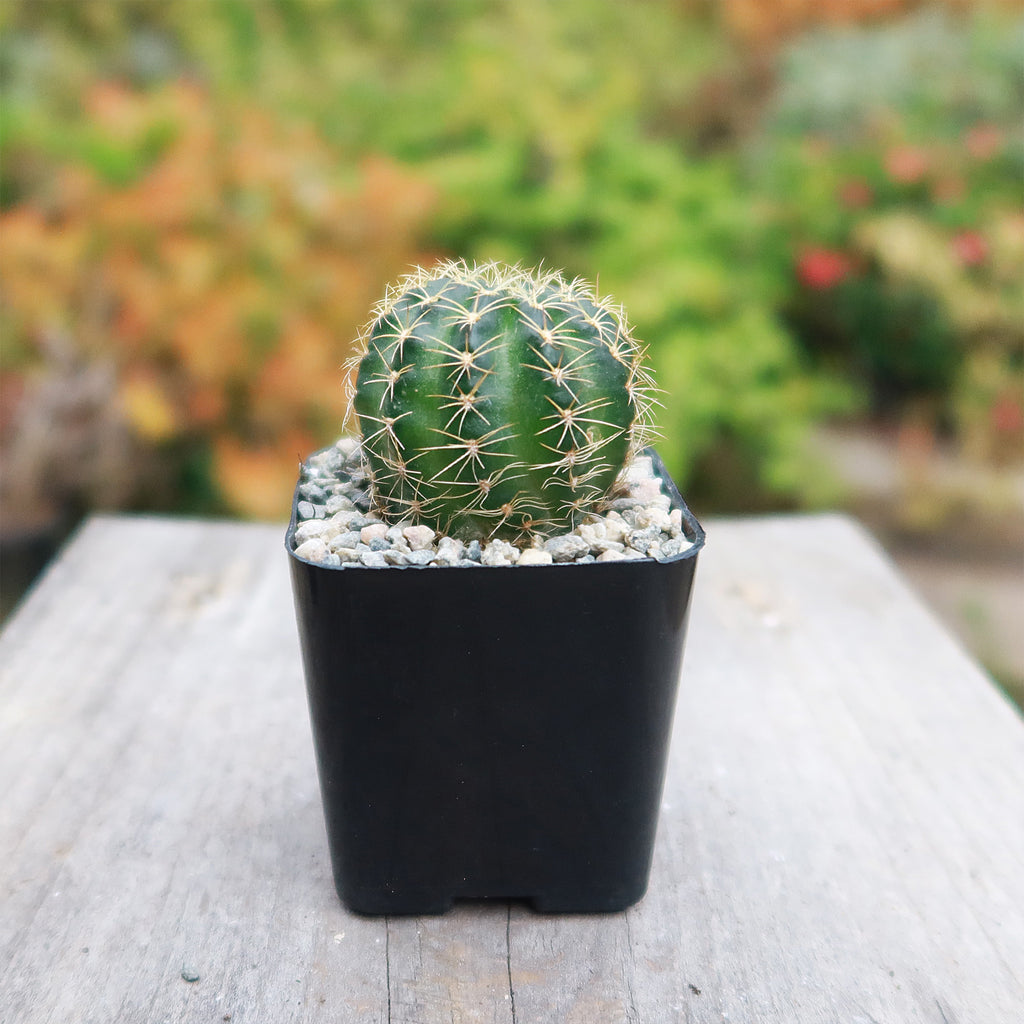 Lobivia arachnacantha torrecillasense