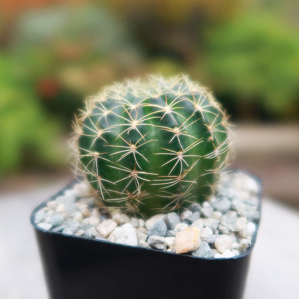Lobivia arachnacantha torrecillasense