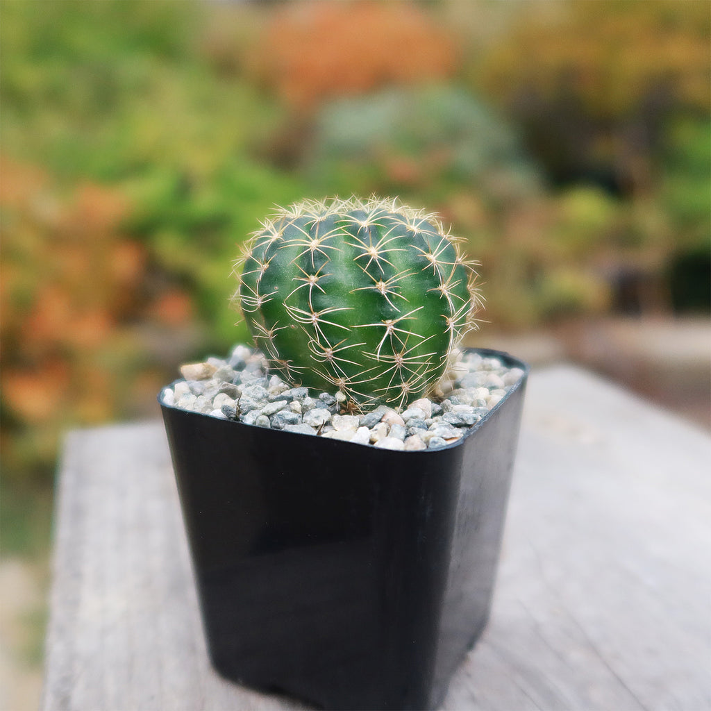 Lobivia arachnacantha torrecillasense