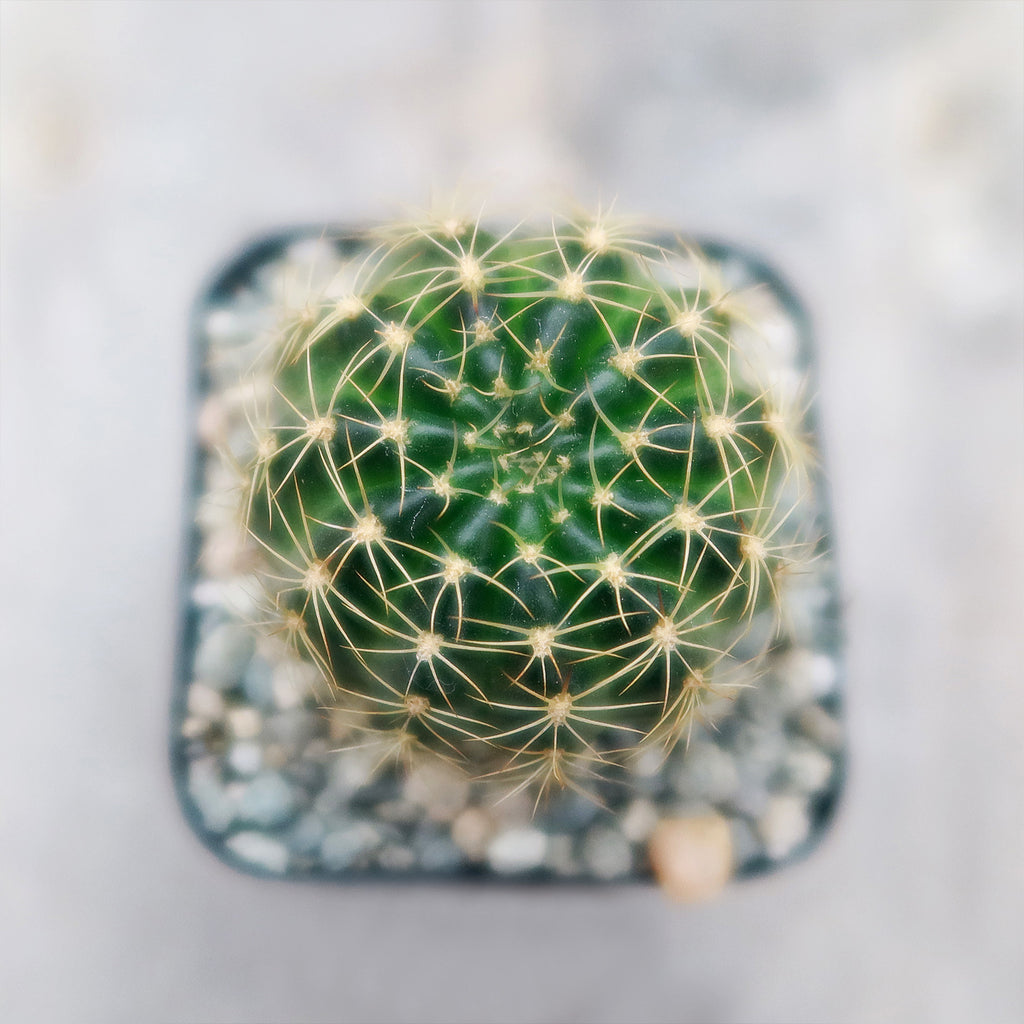 Lobivia arachnacantha torrecillasense