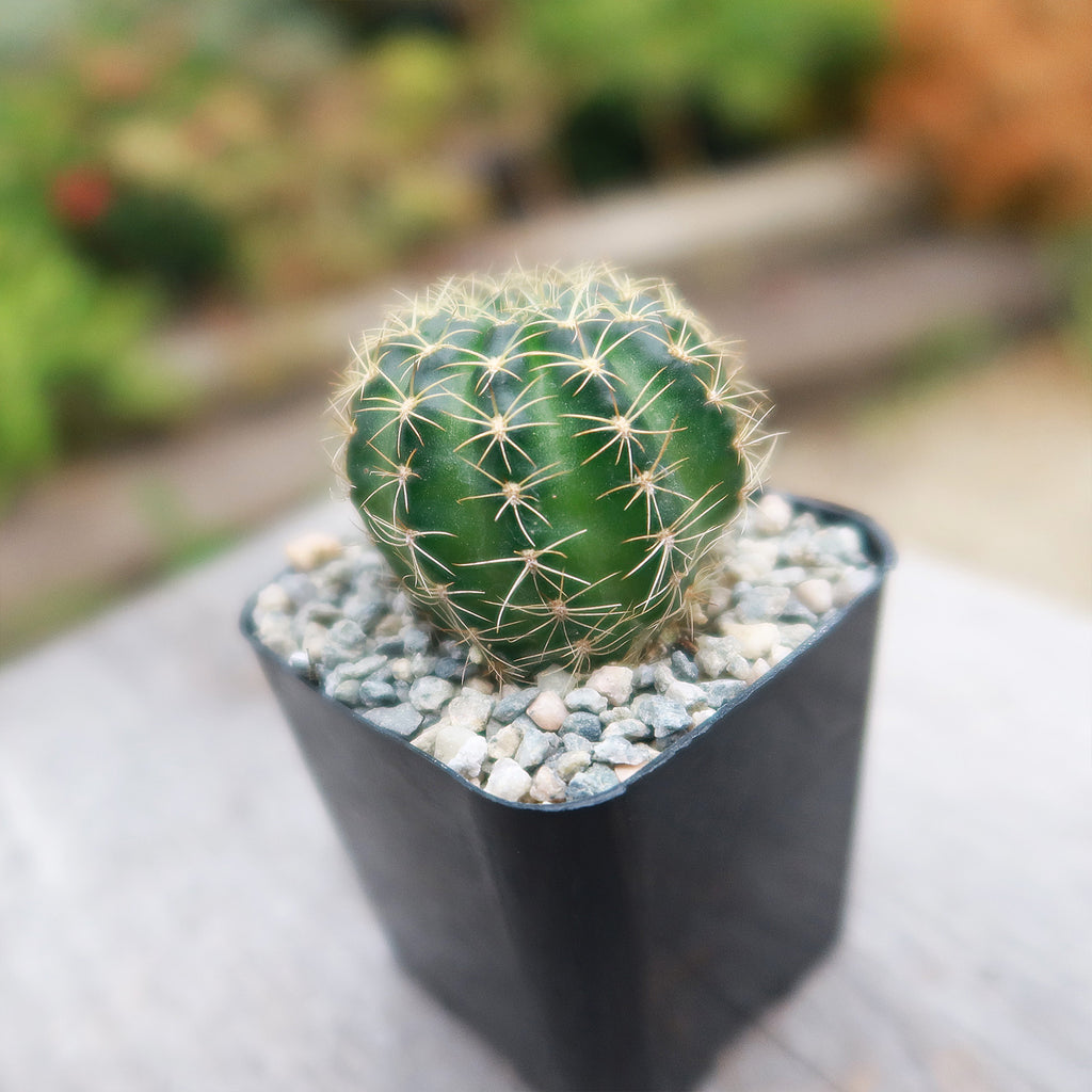 Lobivia arachnacantha torrecillasense