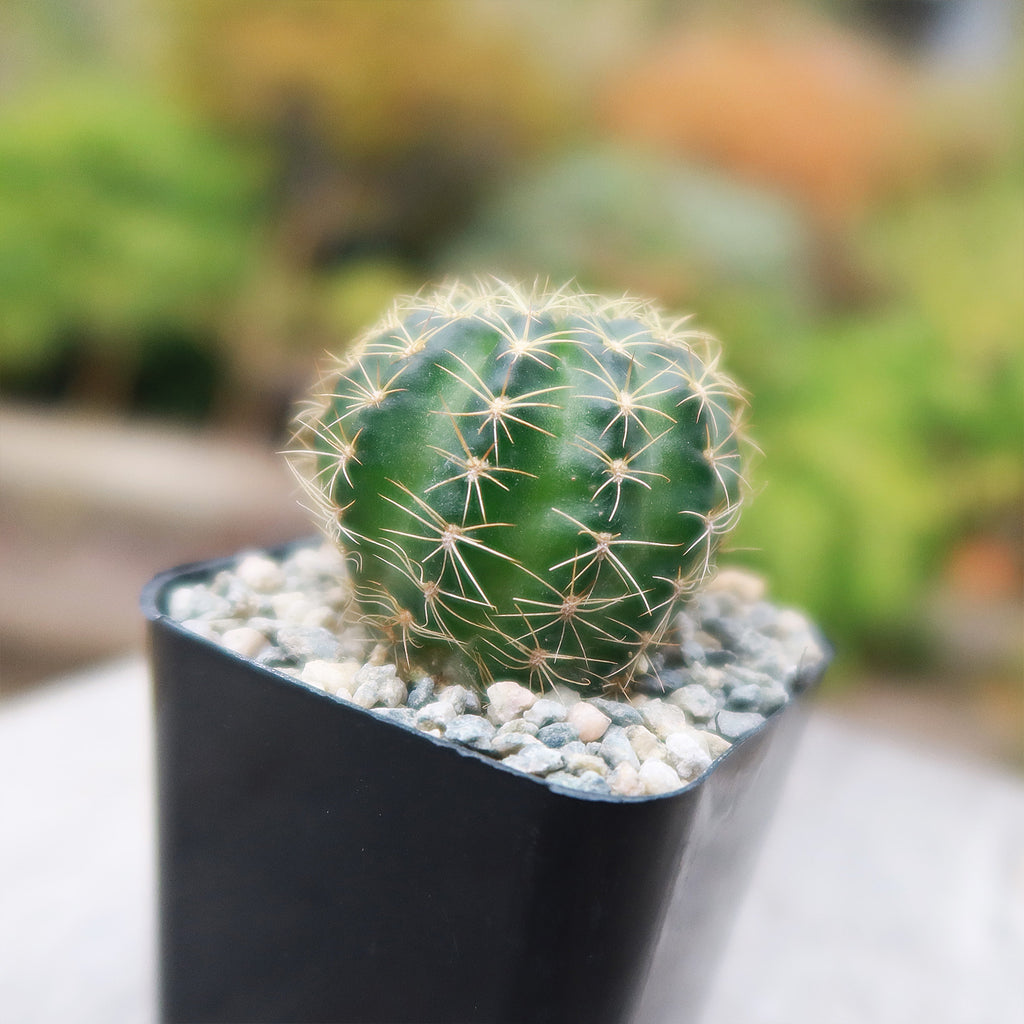 Lobivia arachnacantha torrecillasense