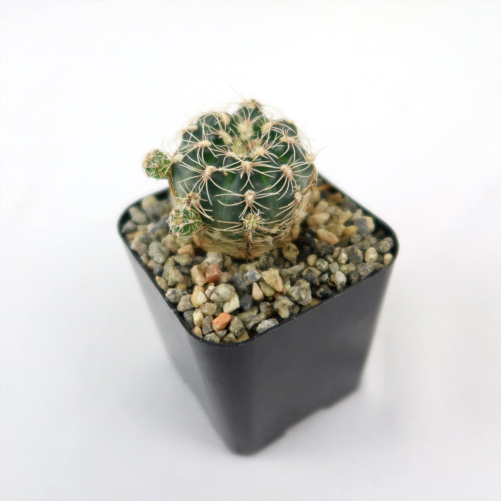 lobivia distefanoiana