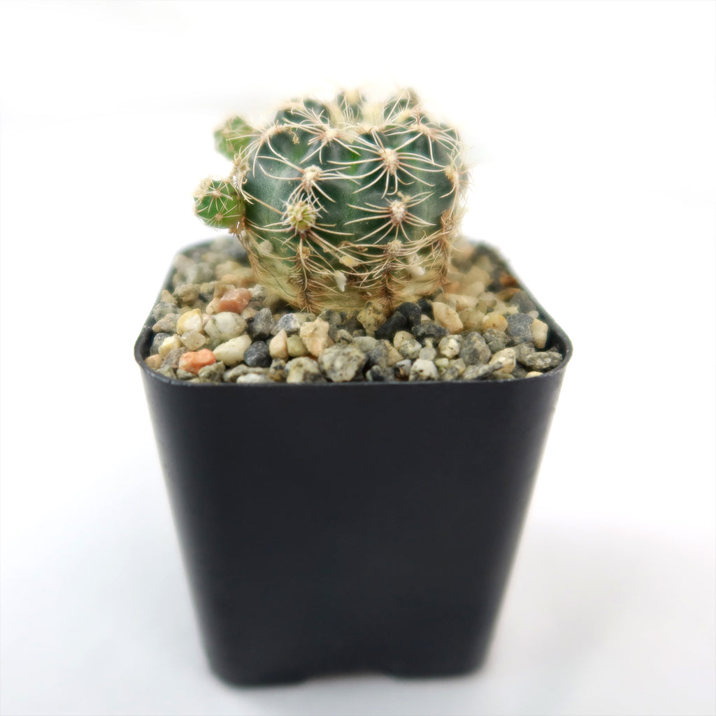 lobivia distefanoiana