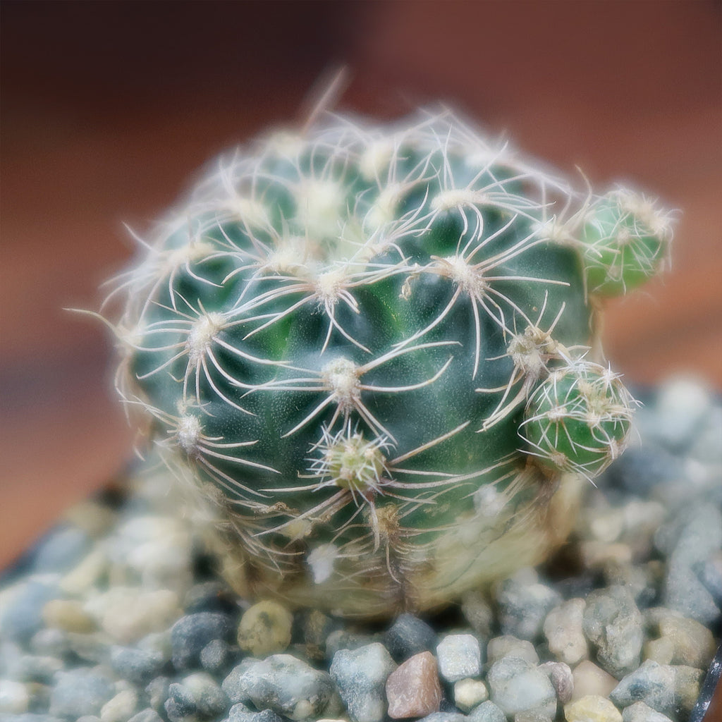 lobivia distefanoiana