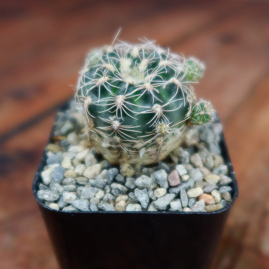 lobivia distefanoiana