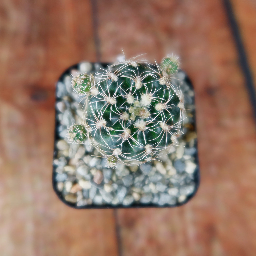 lobivia distefanoiana