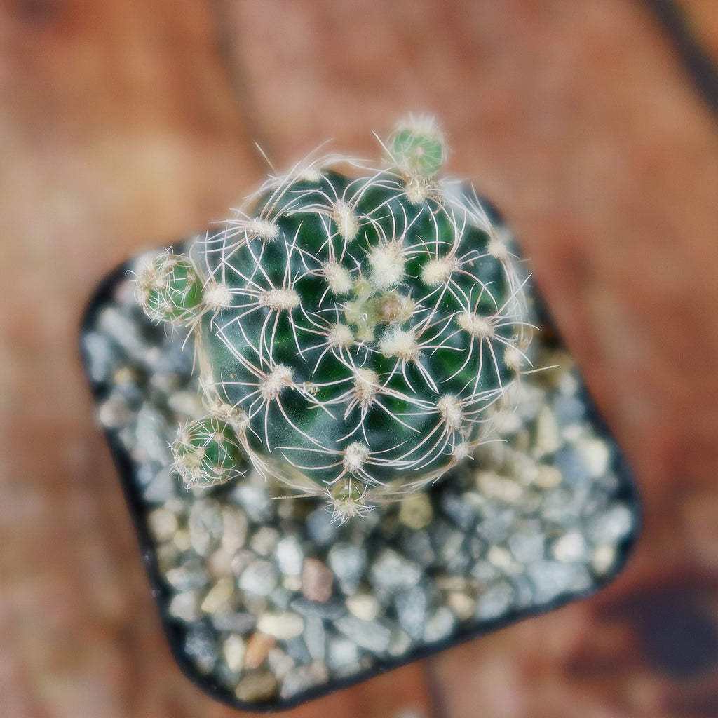 lobivia distefanoiana