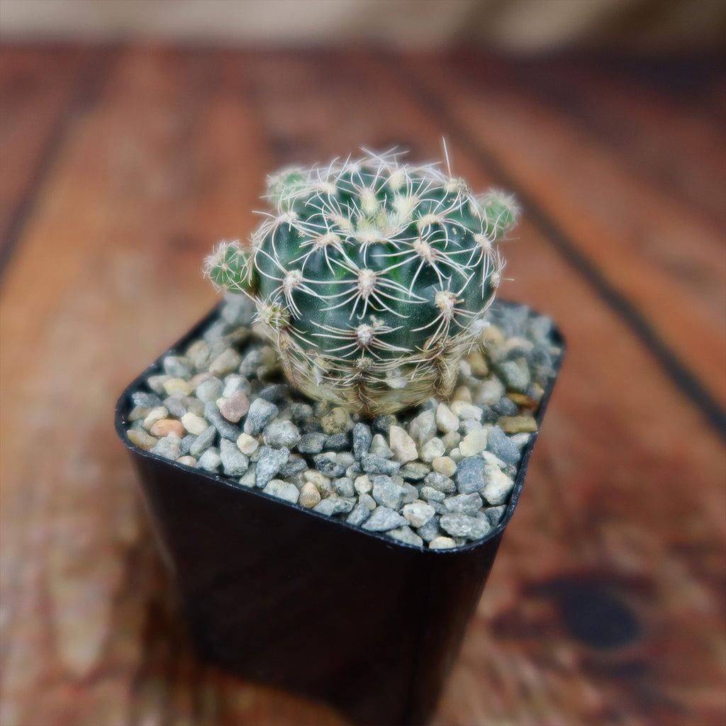 lobivia distefanoiana