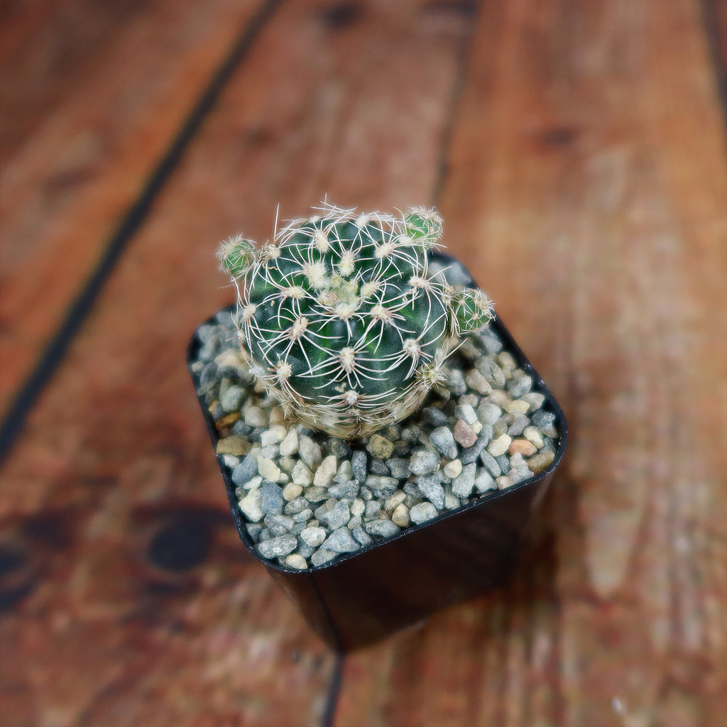 lobivia distefanoiana