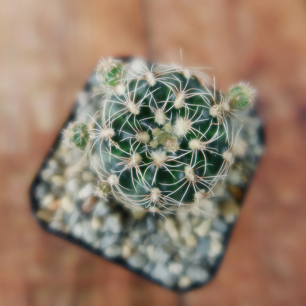 lobivia distefanoiana