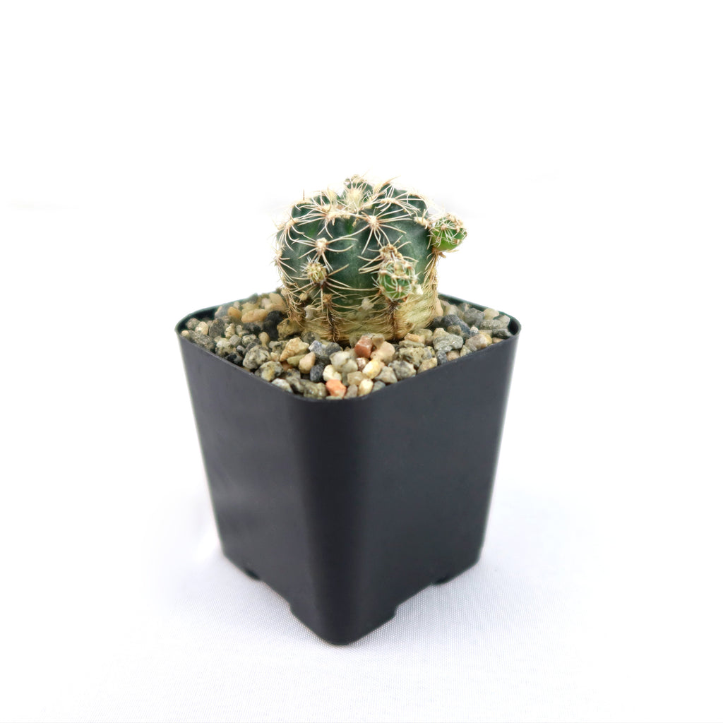 lobivia distefanoiana