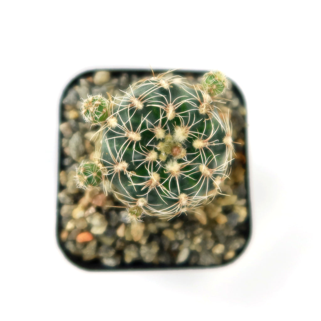 lobivia distefanoiana