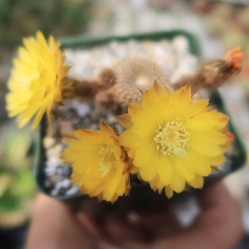 Lobivia famatimensis