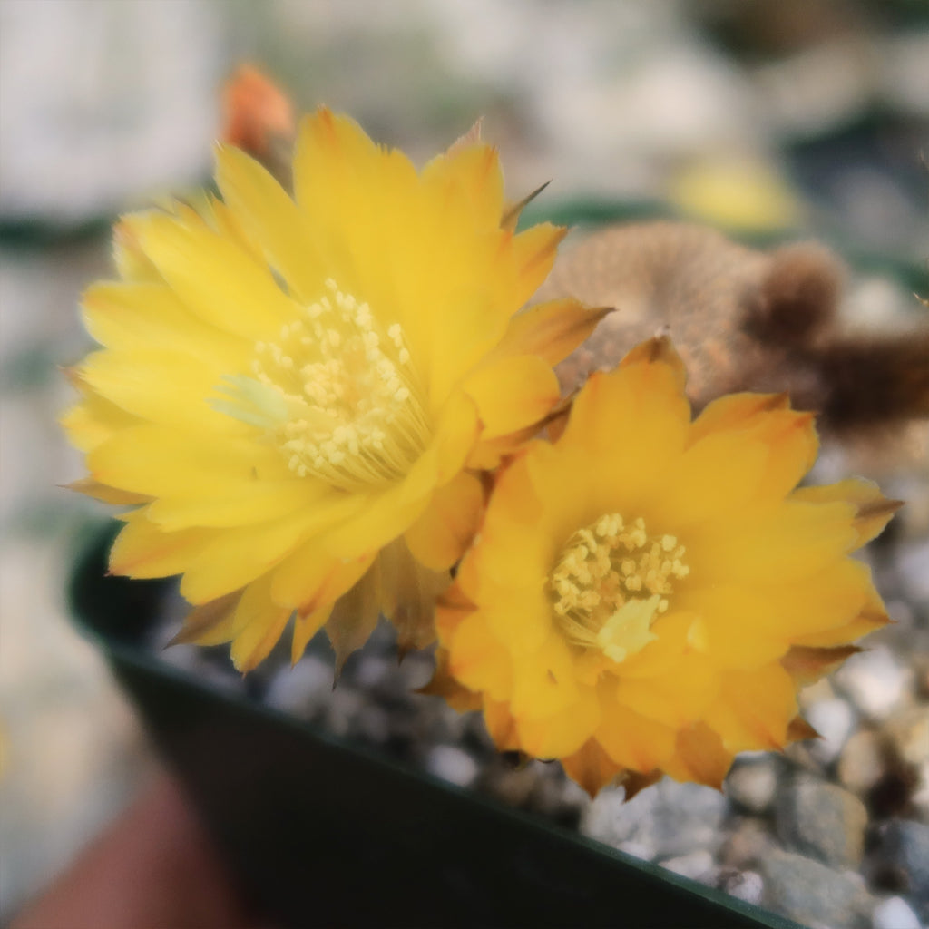 Lobivia famatimensis