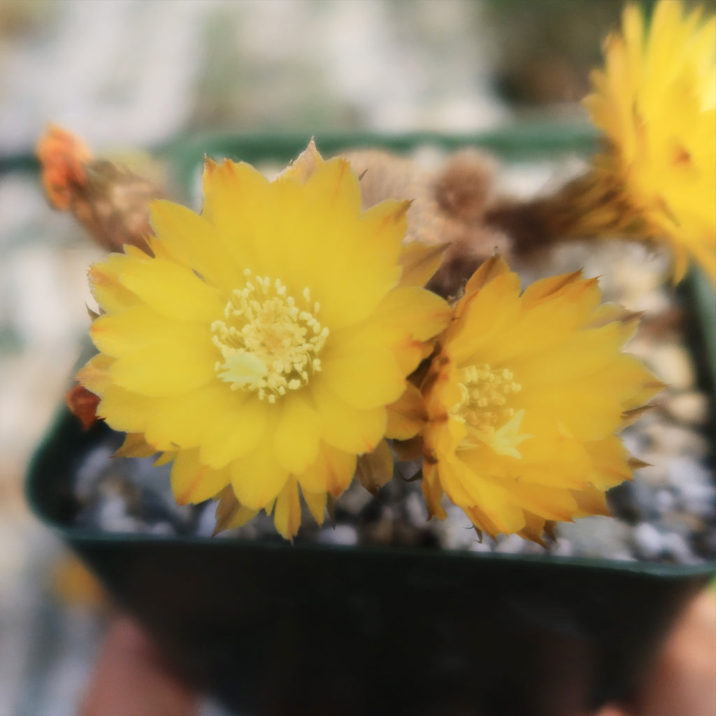 Lobivia famatimensis