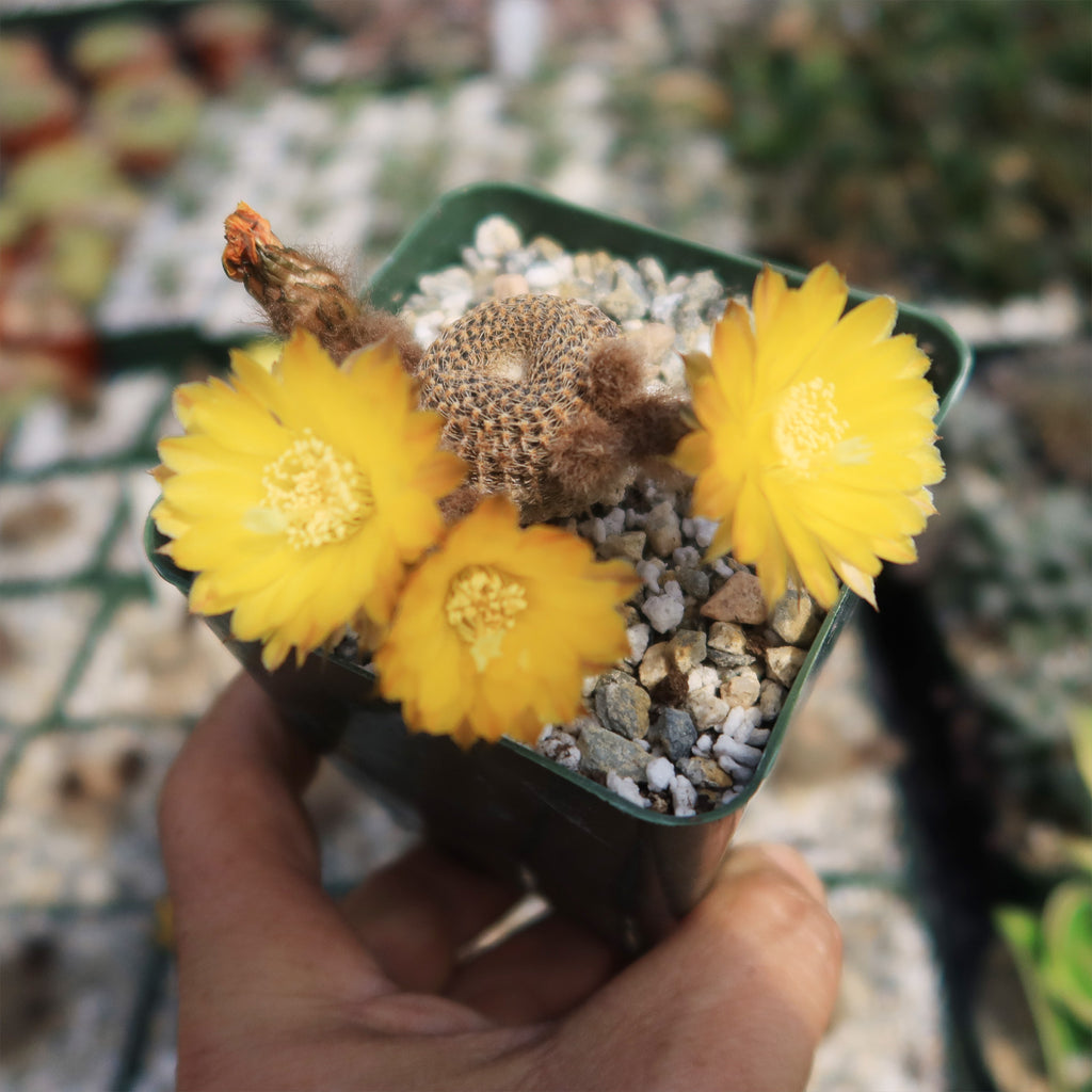 Lobivia famatimensis