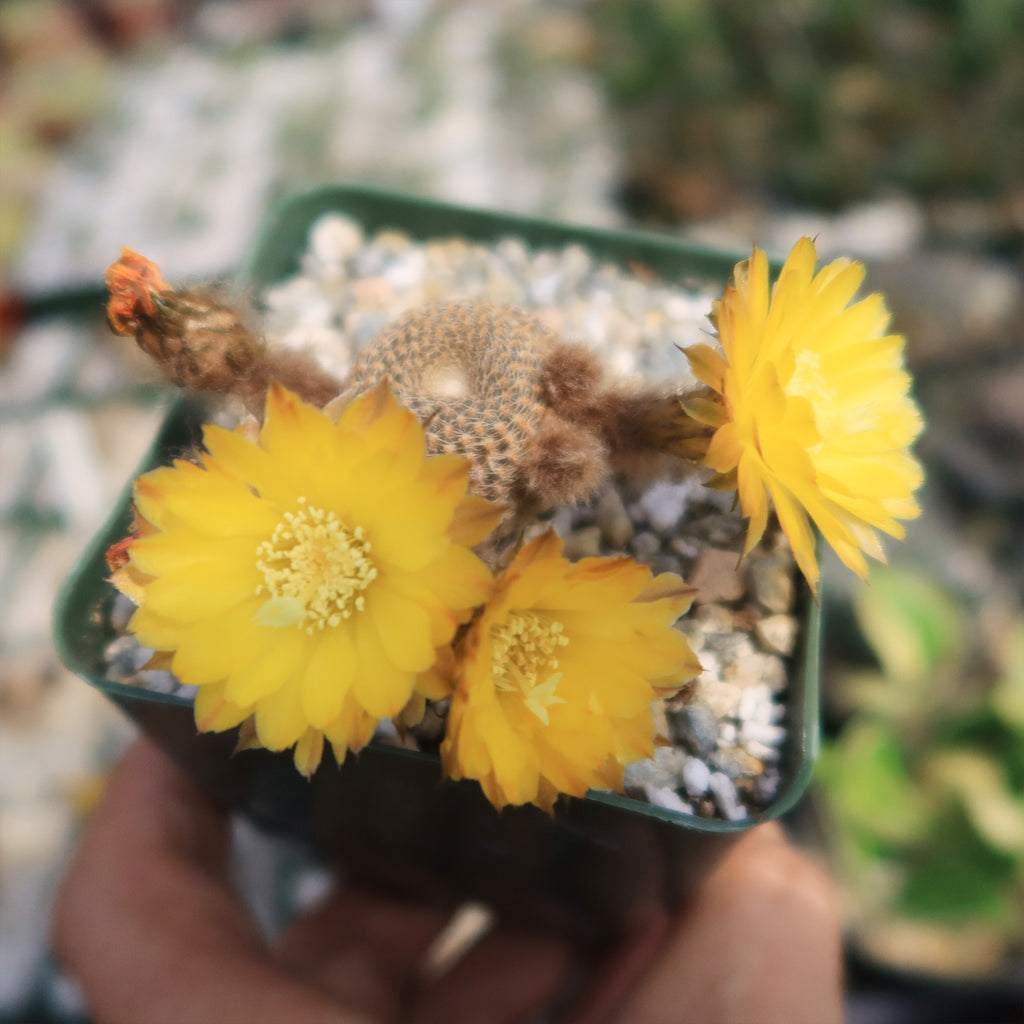 Lobivia famatimensis