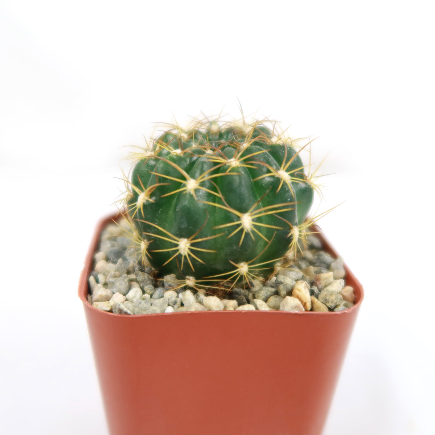 Lobivia longispina