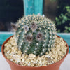 Lobivia or Echinopsis ancistrophora kratochviliana
