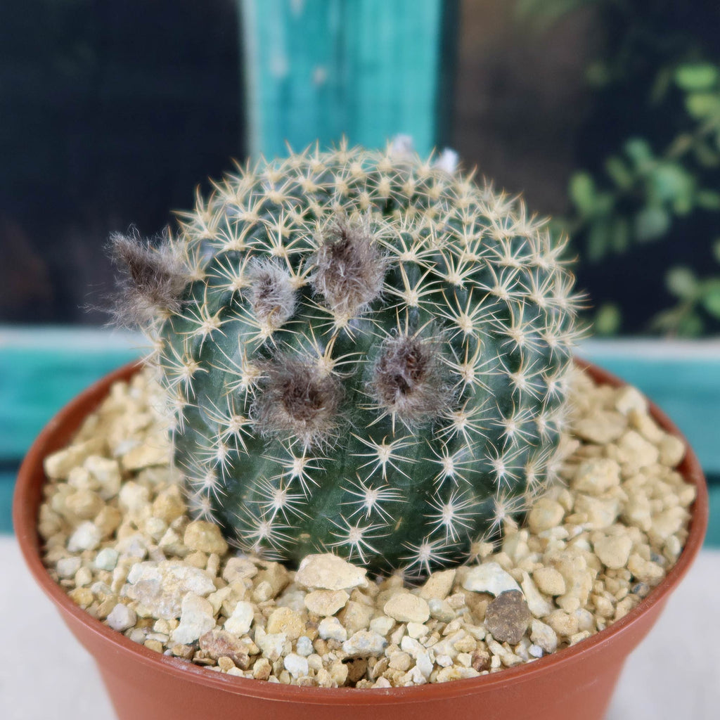 Lobivia or Echinopsis ancistrophora kratochviliana