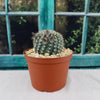 Lobivia or Echinopsis ancistrophora kratochviliana
