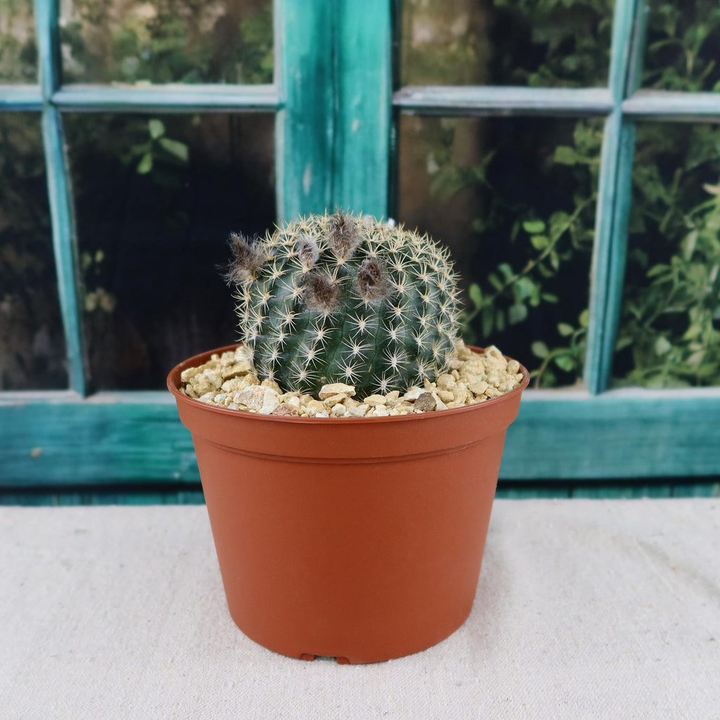 Lobivia or Echinopsis ancistrophora kratochviliana