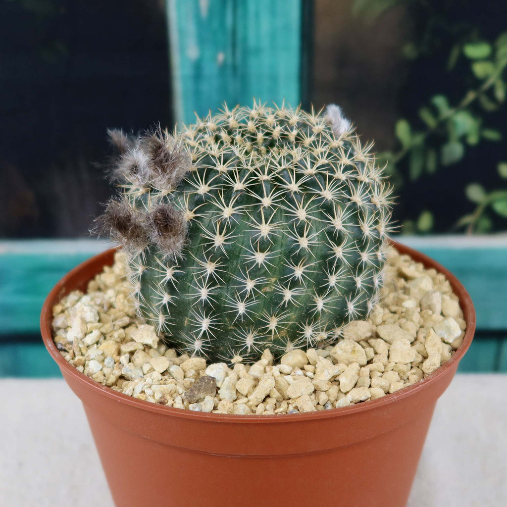 Lobivia or Echinopsis ancistrophora kratochviliana